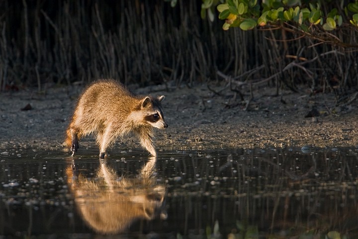 Waschbr Procyon lotor Raccoon